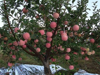 苗圃培育 嫁接矮化苹果树苗 口感甜脆 品种齐全图3