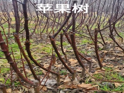 苗圃培育 嫁接矮化苹果树苗 口感甜脆 品种齐全图2
