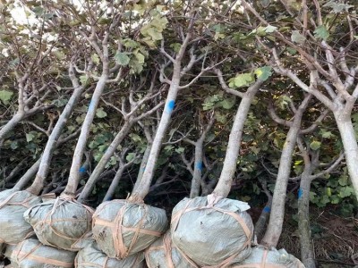 苗圃培育 嫁接矮化苹果树苗 口感甜脆 品种齐全图5