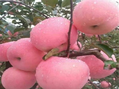苗圃培育 嫁接矮化苹果树苗 口感甜脆 品种齐全图4