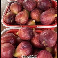 新品种无花果苗 金傲芬 波姬红果大汁甜 早熟无花果树苗 庭院种植