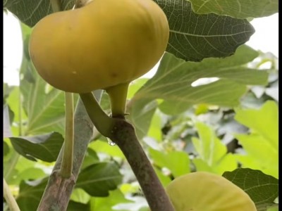 新品种无花果苗 金傲芬 波姬红果大汁甜 早熟无花果树苗 庭院种植图2