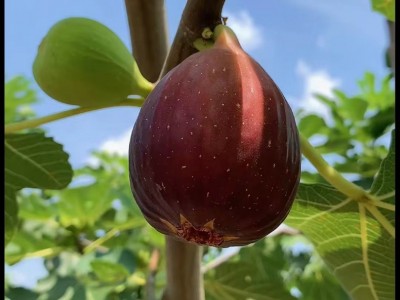 新品种无花果苗 金傲芬 波姬红果大汁甜 早熟无花果树苗 庭院种植图3