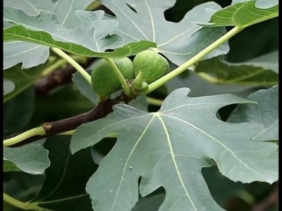 新品种无花果苗 金傲芬 波姬红果大汁甜 早熟无花果树苗 庭院种植图5