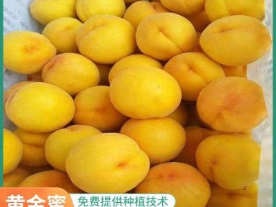 黄金蜜0号 黄桃 皮薄肉嫩锦绣黄桃 果科种植基地图3