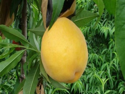 黄金蜜0号 黄桃 皮薄肉嫩锦绣黄桃 果科种植基地图4