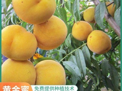 黄金蜜0号 黄桃 皮薄肉嫩锦绣黄桃 果科种植基地图5
