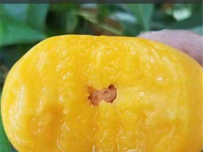 黄金蜜0号 黄桃 皮薄肉嫩锦绣黄桃 果科种植基地图2