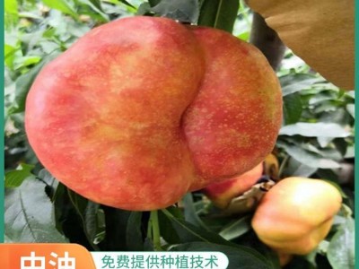 黄蟠桃苗 中油蟠9号桃树苗 巨蟠桃树苗 果科种植图2