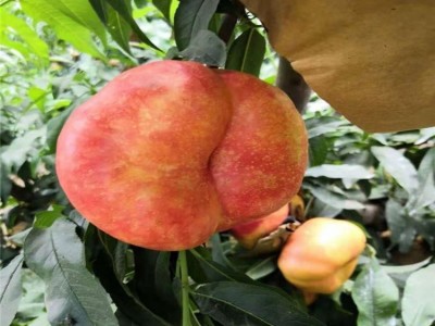 黄蟠桃苗 中油蟠9号桃树苗 巨蟠桃树苗 果科种植图3