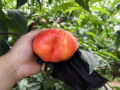 黄蟠桃苗 中油蟠9号桃树苗 巨蟠桃树苗 果科种植图4