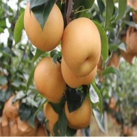 根系发达 苗木纯正 1公分以上秋月梨苗 基地直供
