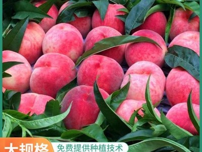 基地供应桃树苗木 红蟠桃树苗 肉质细嫩 嫁接桃树苗图2