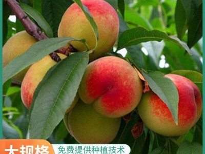基地供应桃树苗木 红蟠桃树苗 肉质细嫩 嫁接桃树苗图3