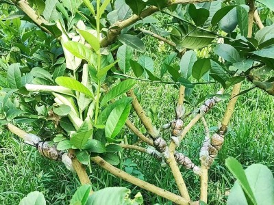 批发柠檬树广东香水柠檬无籽柠檬盆地栽嫁接高压树苗圈枝苗纤插苗图4