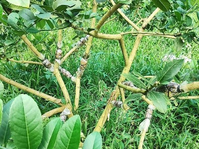 批发柠檬树广东香水柠檬无籽柠檬盆地栽嫁接高压树苗圈枝苗纤插苗图5