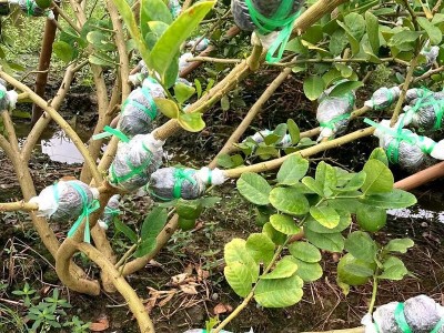 批发柠檬树广东香水柠檬无籽柠檬盆地栽嫁接高压树苗圈枝苗纤插苗图2