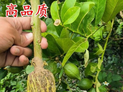 批发柠檬树广东香水柠檬无籽柠檬盆地栽嫁接高压树苗圈枝苗纤插苗图3