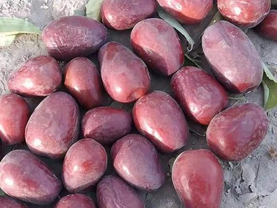 批发新疆和田大枣500g 大红枣 枣子皮薄肉厚和田大骏枣图3