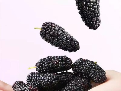 严选四川黑桑葚干无沙新货椹子干批发250g 大颗粒桑葚泡水滋补桑图4