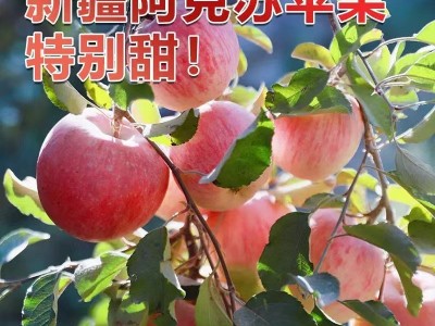 正宗新疆阿克苏早熟红富士苹果应季新鲜水果冰糖心早期丑苹果整箱图5