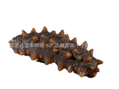 海参工厂即食源头厂家批发霞浦海鲜直供一件代发营养图5
