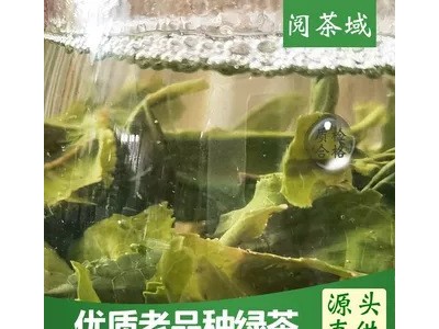 明前老品种毛峰绿茶烘青滇绿茶糯香柠檬茶青青糯香茶底味足耐泡图4