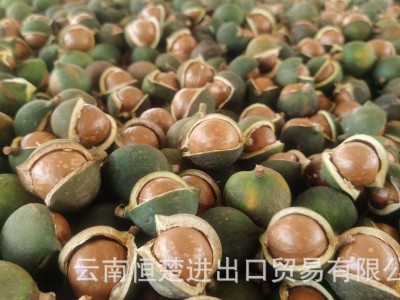 云南恒楚夏威夷果,坚果,原料未开口,未入味,通货22-28图5