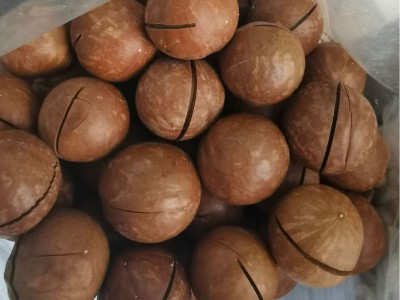 云南恒楚烤夏威夷果25MM以上,特大果,坚果,各种风味出口,各种尺寸图3