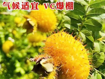 刺梨干250g 贵州土特产功效零食果脯非野生年货小零食酸甜果脯图2
