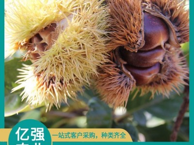 生板栗 呈红褐色 有浅薄蜡质层 黄金种植区 亿强图5