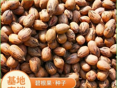 美国山核桃种子 优质碧根果种子 耐旱山核桃种 高成活率 现货图2