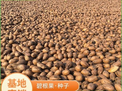美国山核桃种子 优质碧根果种子 耐旱山核桃种 高成活率 现货图3