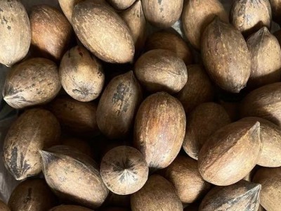 美国山核桃种子 优质碧根果种子 耐旱山核桃种 高成活率 现货图5