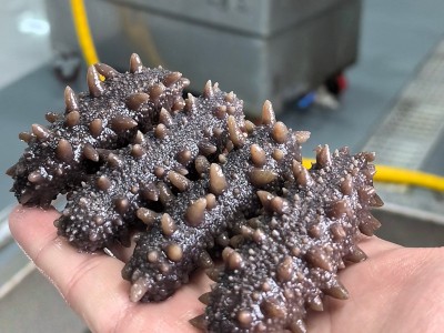 福建霞浦 5-15头淡干即食海参辽刺参鲜食口感劲道海参 源头厂家图4