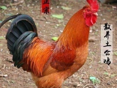 纯种红玉鸡活体一斤九斤红鸡大种肉鸡苗红公鸡活苗脱温小鸡大公鸡图3