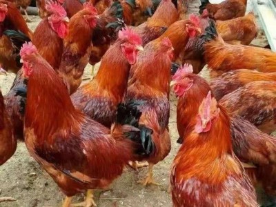 纯种红玉鸡活体一斤九斤红鸡大种肉鸡苗红公鸡活苗脱温小鸡大公鸡图2