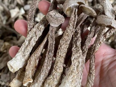 云南特产鹿茸菇干货 厂家批发食用菌鹿茸菌干货批发 产地货源图5