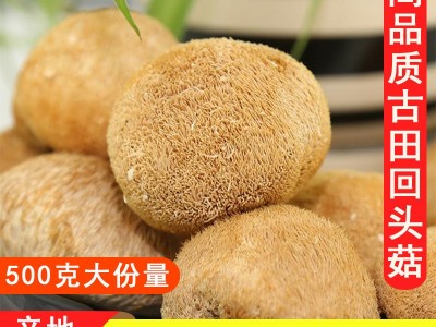 古田猴头菇干货深山煲汤猴菇头非新鲜500g菌菇袋装批发直销养胃图1