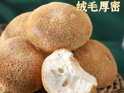 古田猴头菇干货深山煲汤猴菇头非新鲜500g菌菇袋装批发直销养胃图2