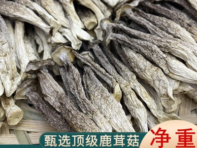 无干燥剂鹿茸菇干货净重500g非特级无沙鹿茸菌商用脆脆菇煲汤食材图3