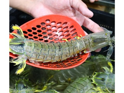 松发水产鲜活泰式生腌呛大虾开背去虾线无皮虾泰国富贵虾可生食用图5