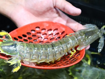 松发水产鲜活泰式生腌呛大虾开背去虾线无皮虾泰国富贵虾可生食用图4