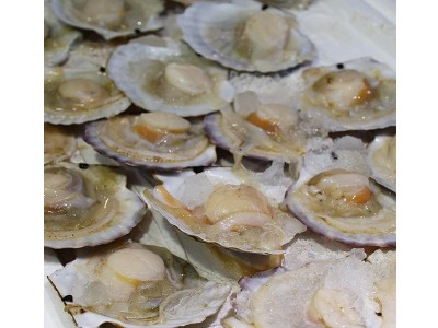 供应海鲜水产新鲜元贝大扇贝烧烤专用食材海鲜鲜活家庭商用元贝图5