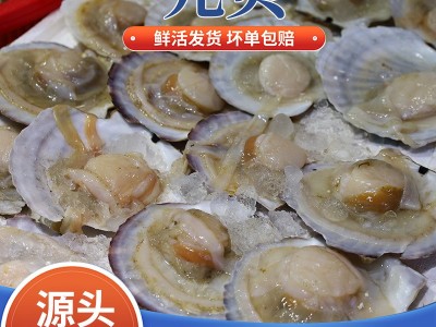 供应海鲜水产新鲜元贝大扇贝烧烤专用食材海鲜鲜活家庭商用元贝图1