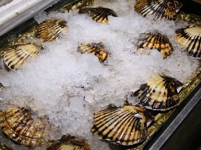 供应海鲜水产新鲜元贝大扇贝烧烤专用食材海鲜鲜活家庭商用元贝图2