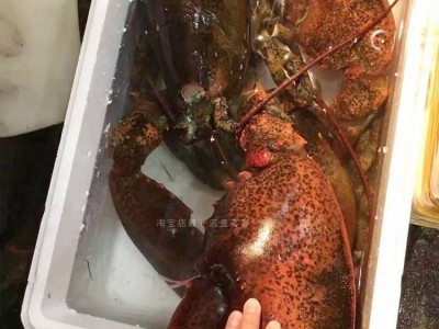 特大冰鲜活冻波士顿速冻大龙虾古巴鳌虾波龙澳龙花龙加拿大大龙虾图5