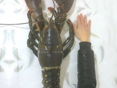 特大冰鲜活冻波士顿速冻大龙虾古巴鳌虾波龙澳龙花龙加拿大大龙虾图4