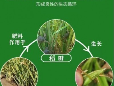 当季蟹田新米10斤 真空包装粒粒饱满 软糯香甜图4