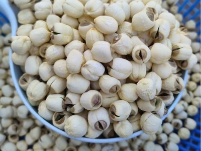 广昌农家莲子实芯无硫莲子手工去皮无通芯白莲500克广昌白莲干货图3